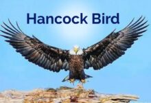 Hancock Bird