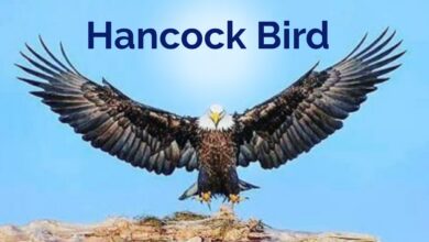 Hancock Bird