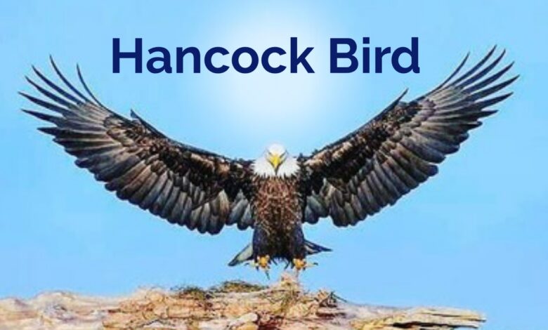 Hancock Bird